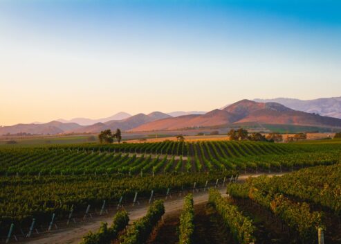 appellation_vineyard1